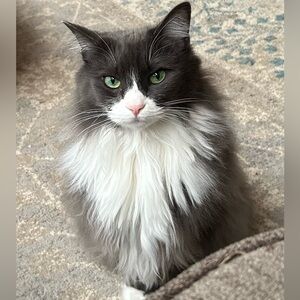 Preview placeholder Mar 21st